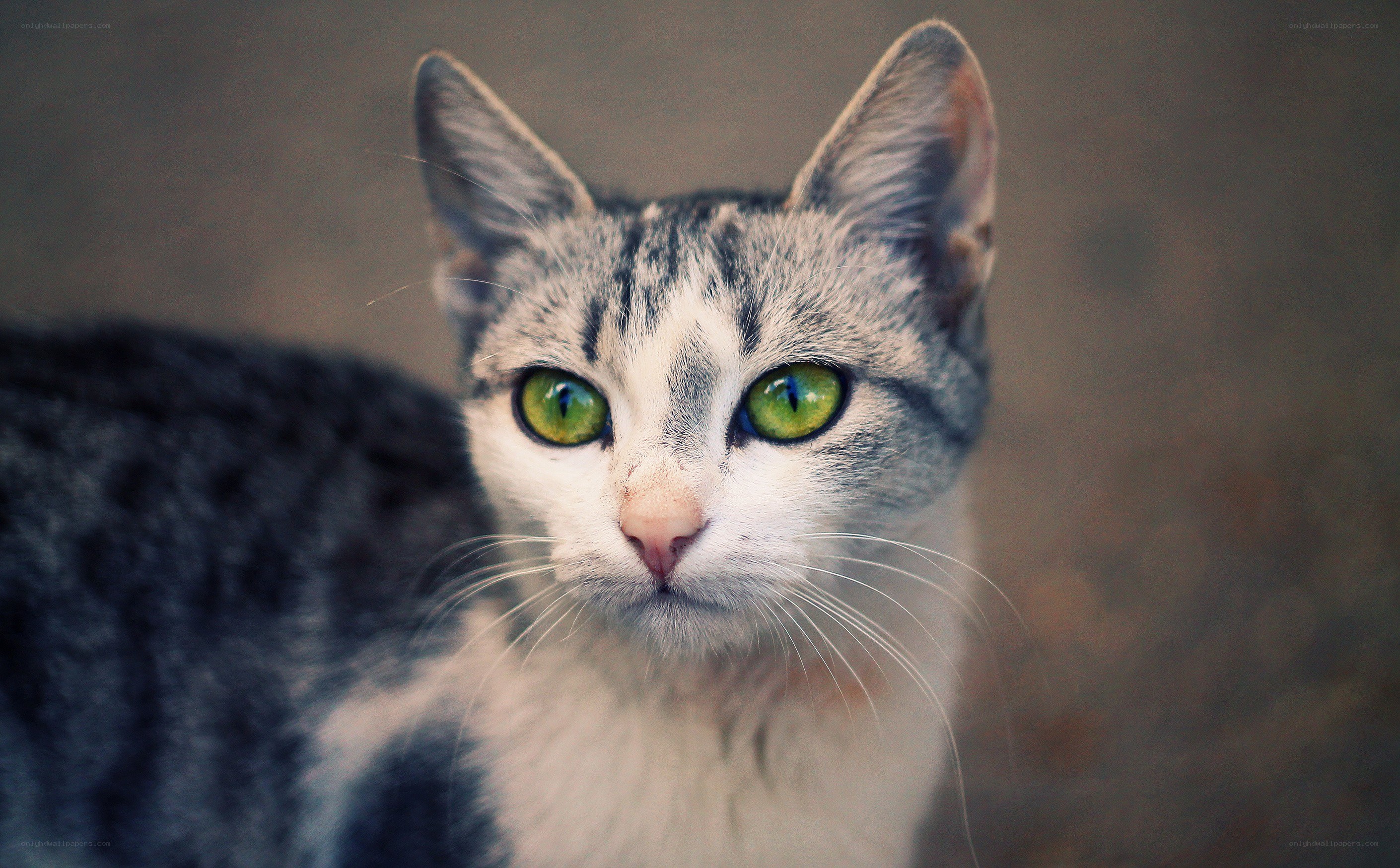 gray tabby cat with green eyes