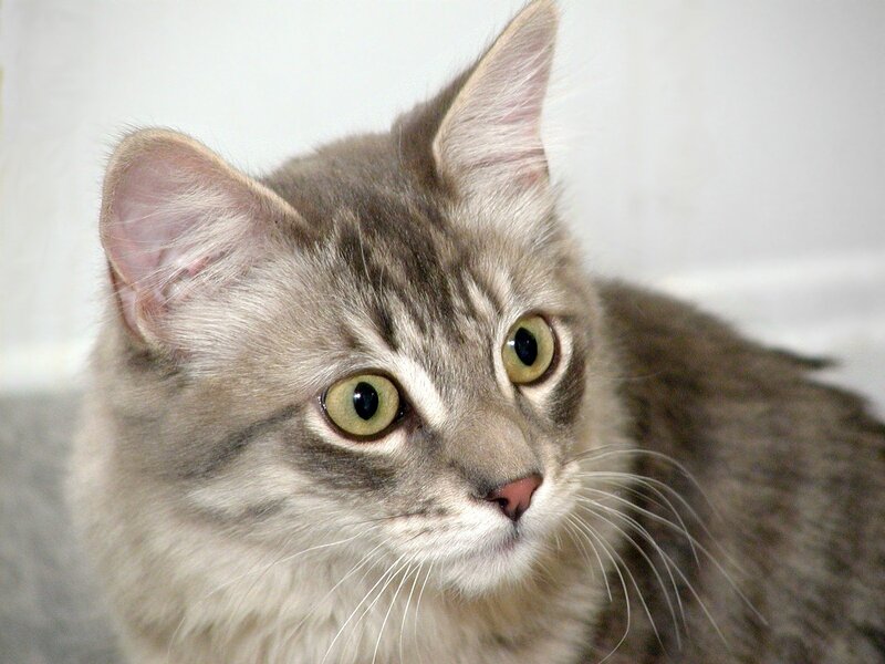 gray tabby cat with green eyes