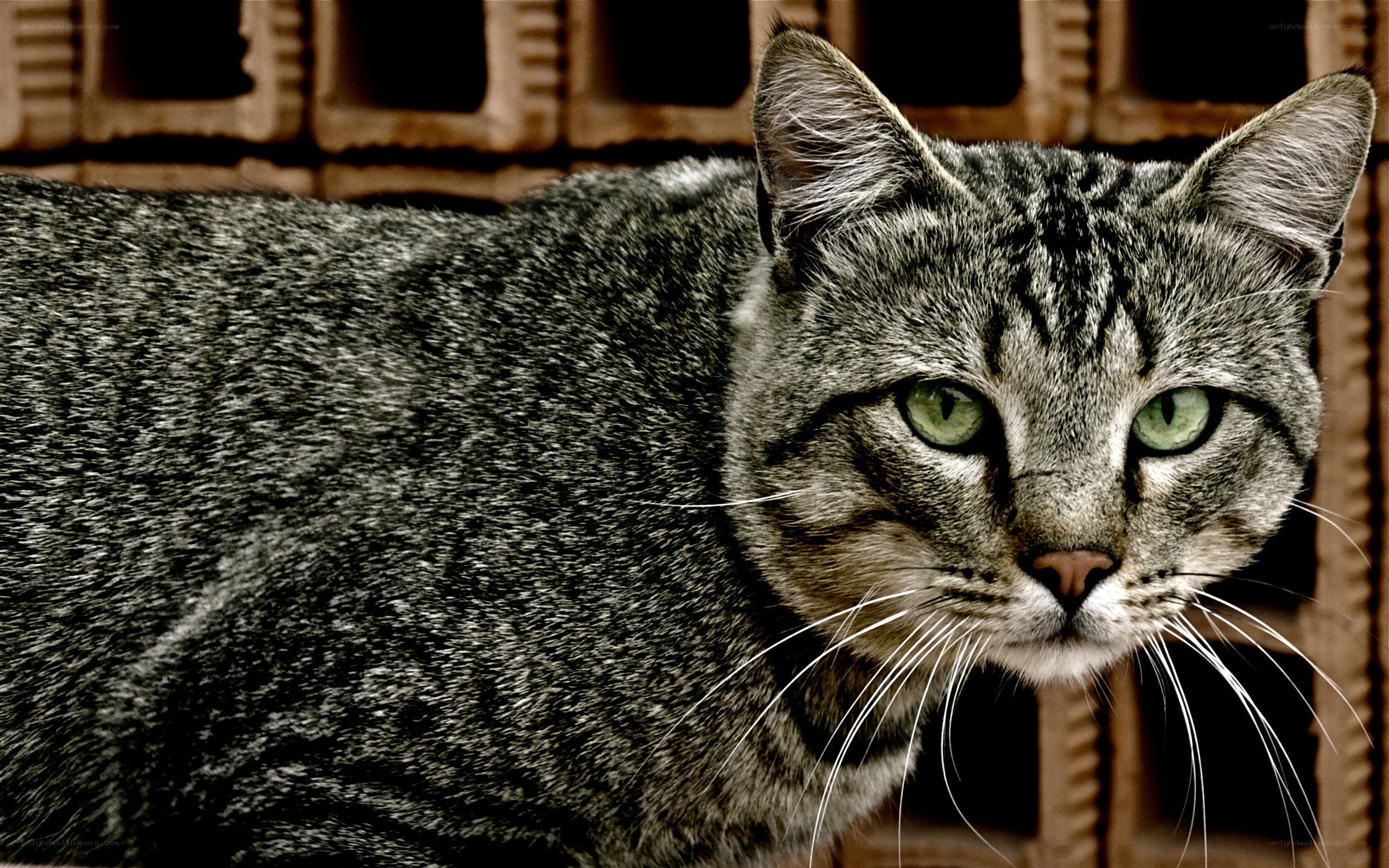 gray tabby cat with green eyes