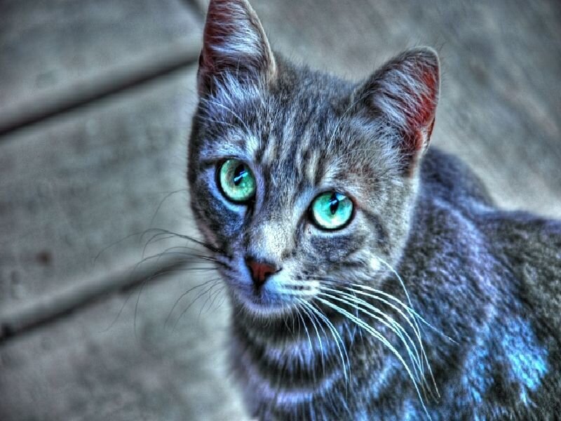 gray tabby cat with green eyes