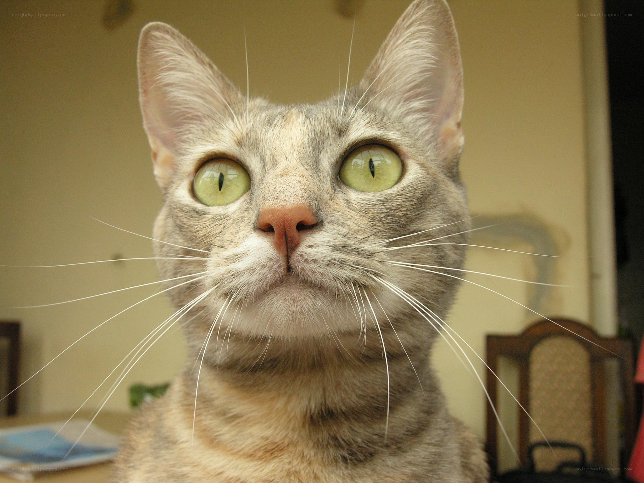 gray tabby cat with green eyes