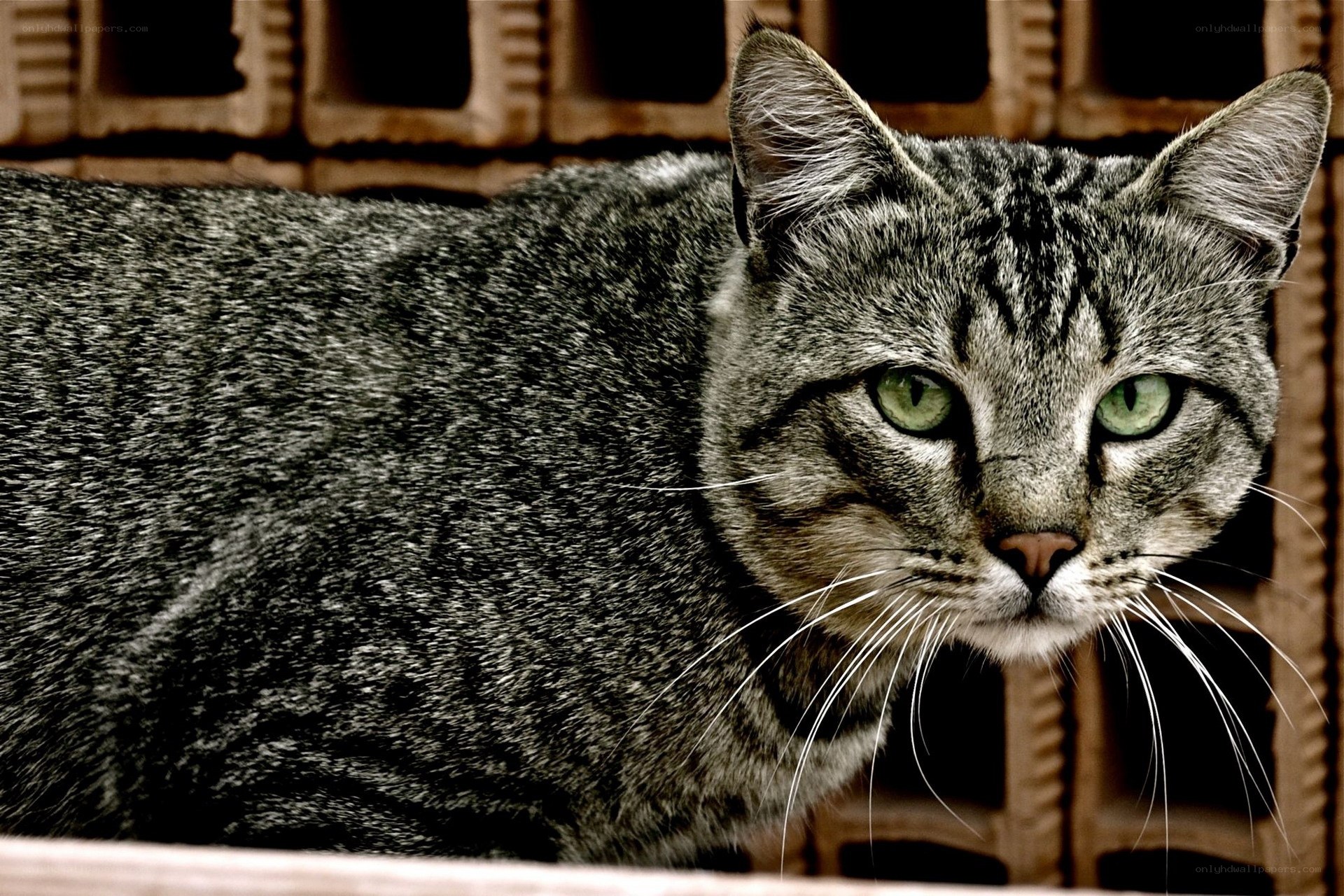 gray tabby cat with green eyes