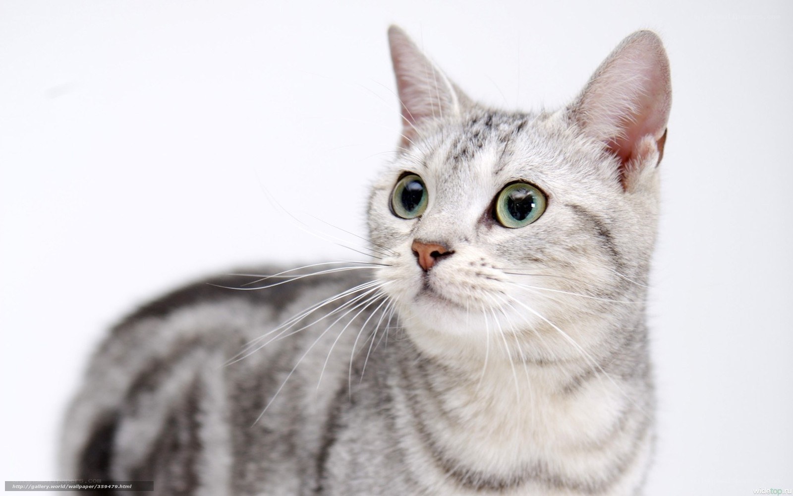 gray tabby cat with green eyes