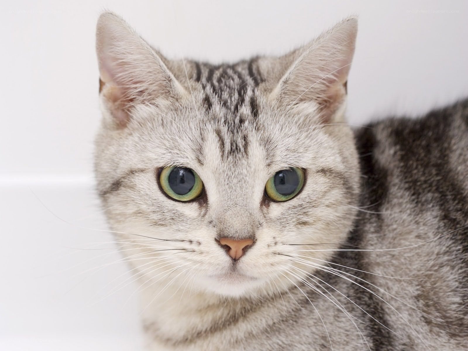 gray tabby cat with green eyes