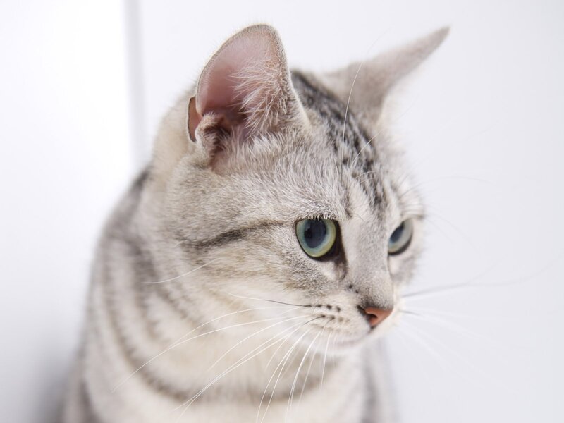 gray tabby cat with green eyes