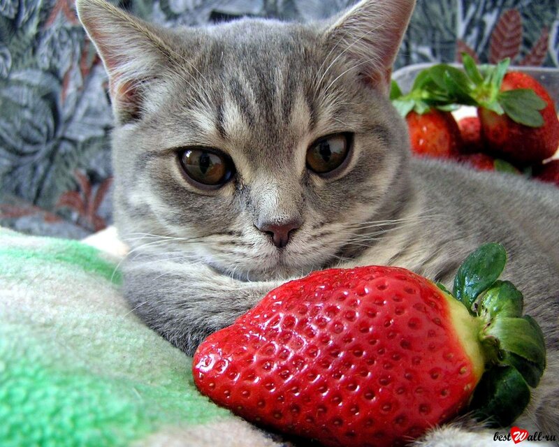 Gray Tabby Cat with Strawberry