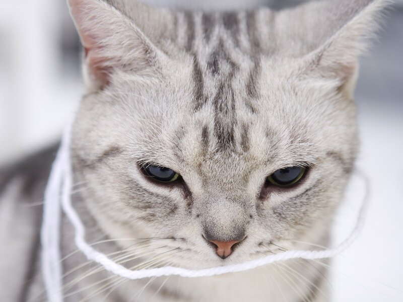 gray tabby cat with string
