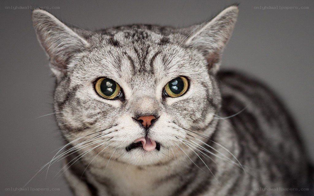 gray tabby cat with tongue out