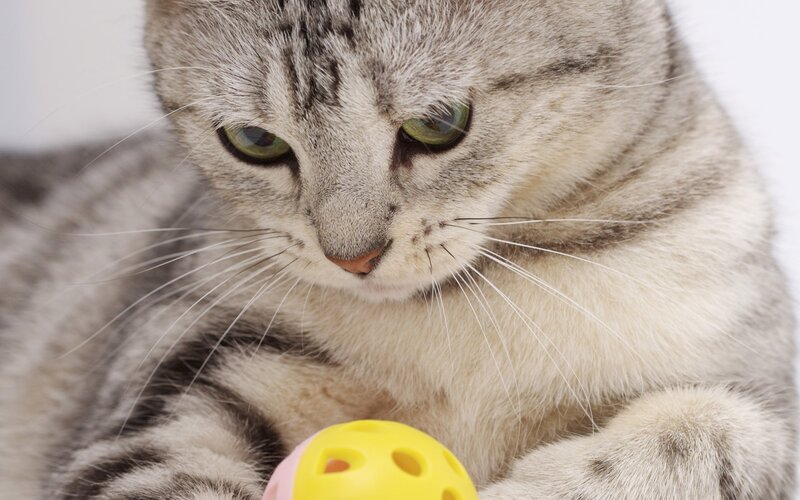 gray tabby cat with toy