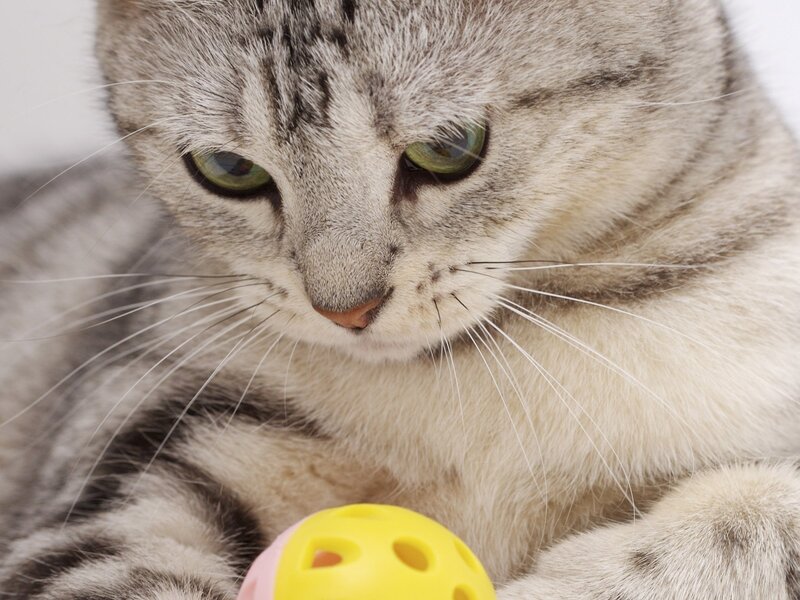 gray tabby cat with toy