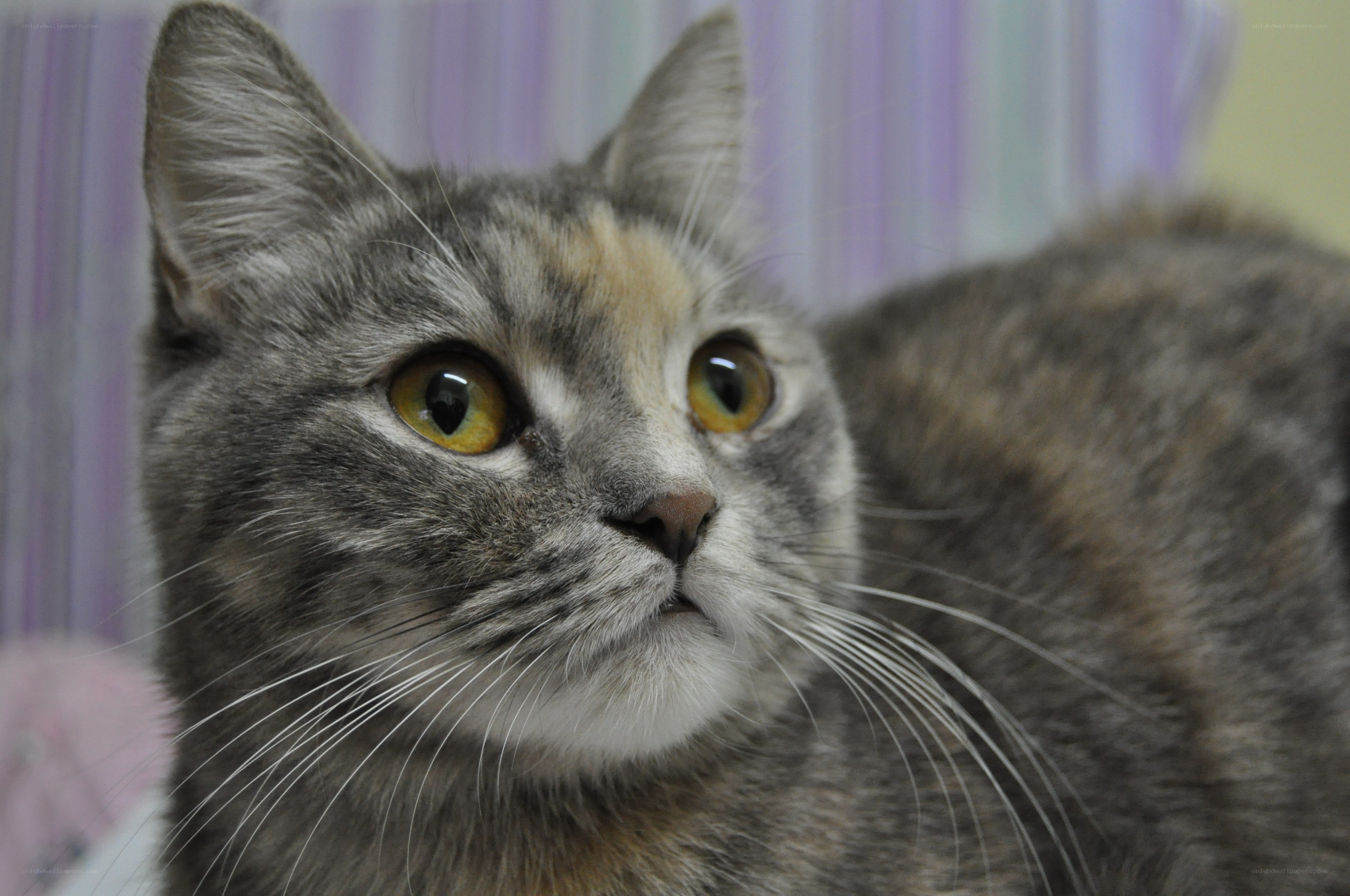 gray tabby cat with yellow eyes