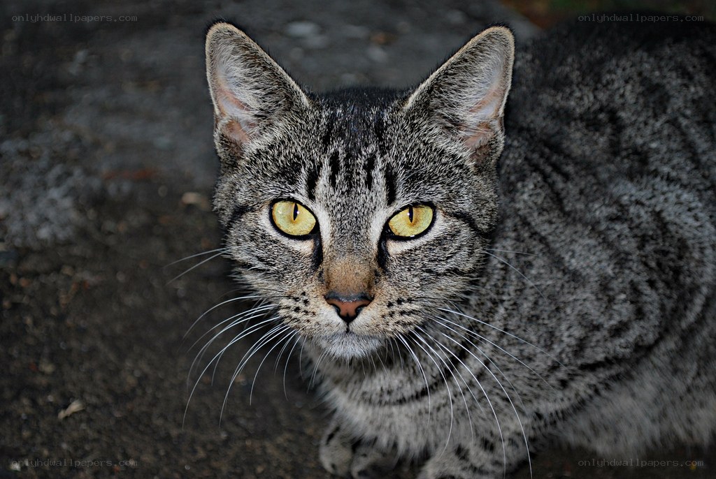 gray tabby cat with yellow eyes