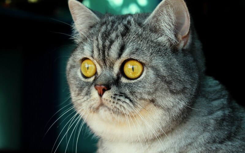 gray tabby cat with yellow eyes