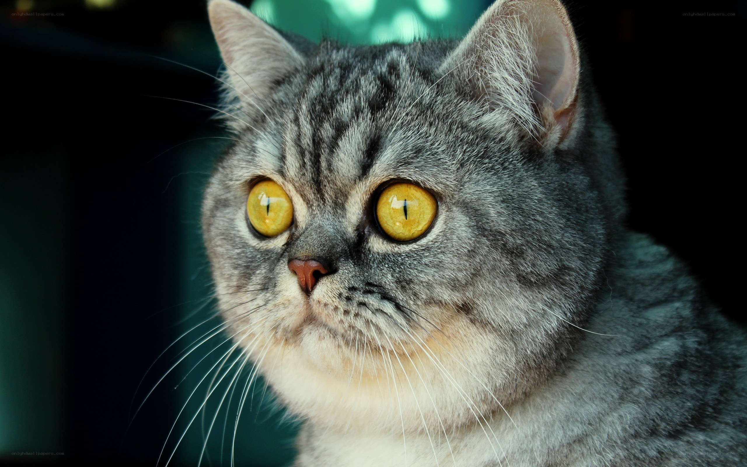 gray tabby cat with yellow eyes