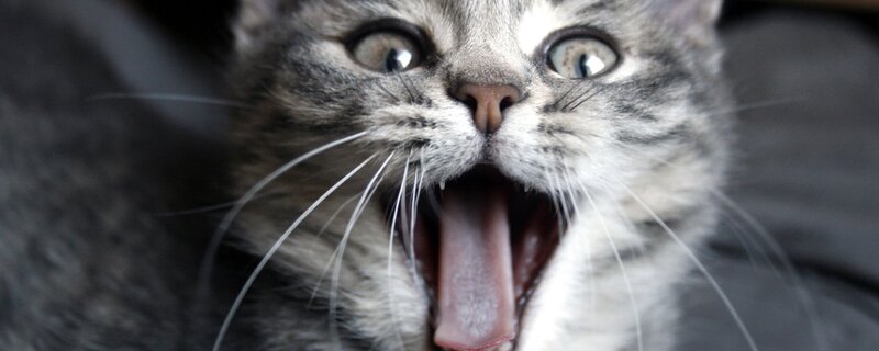 Gray Tabby Cat Yawning — Alert