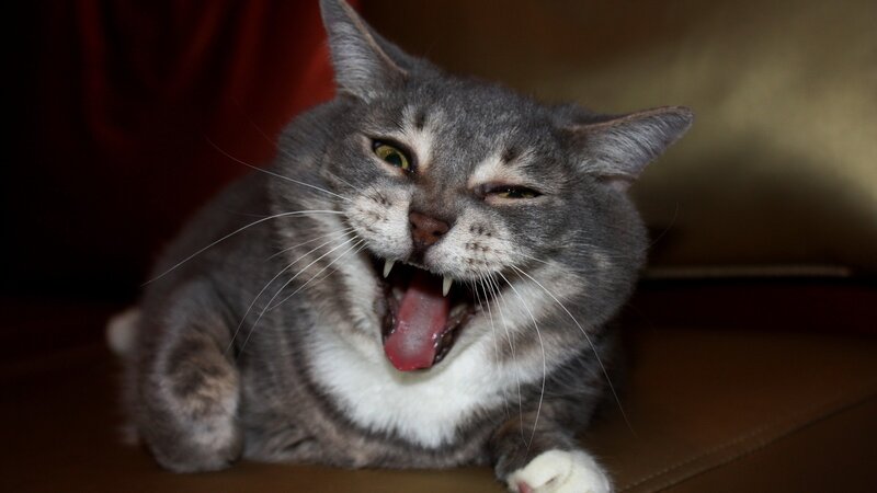 Gray Tabby Cat Yawning — Neutral