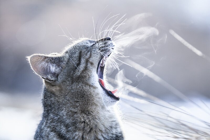 Gray Tabby Cat Yawning