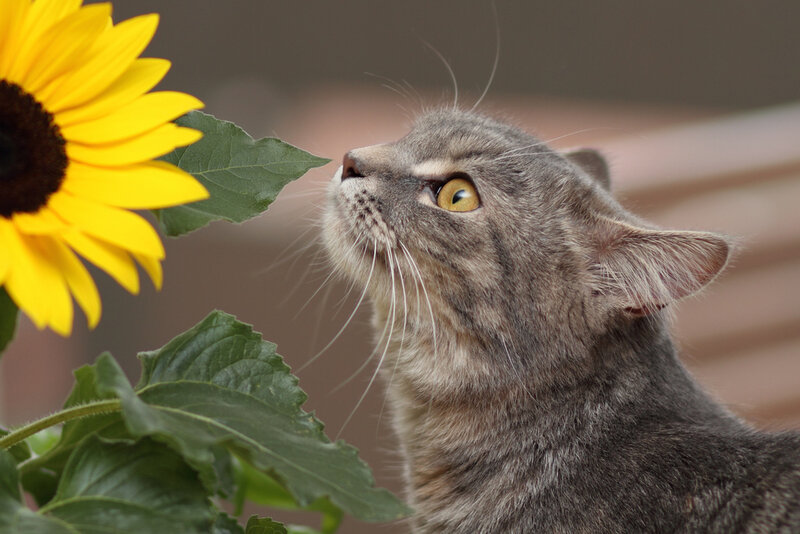Gray Tabby Cat — Yellow, Calm
