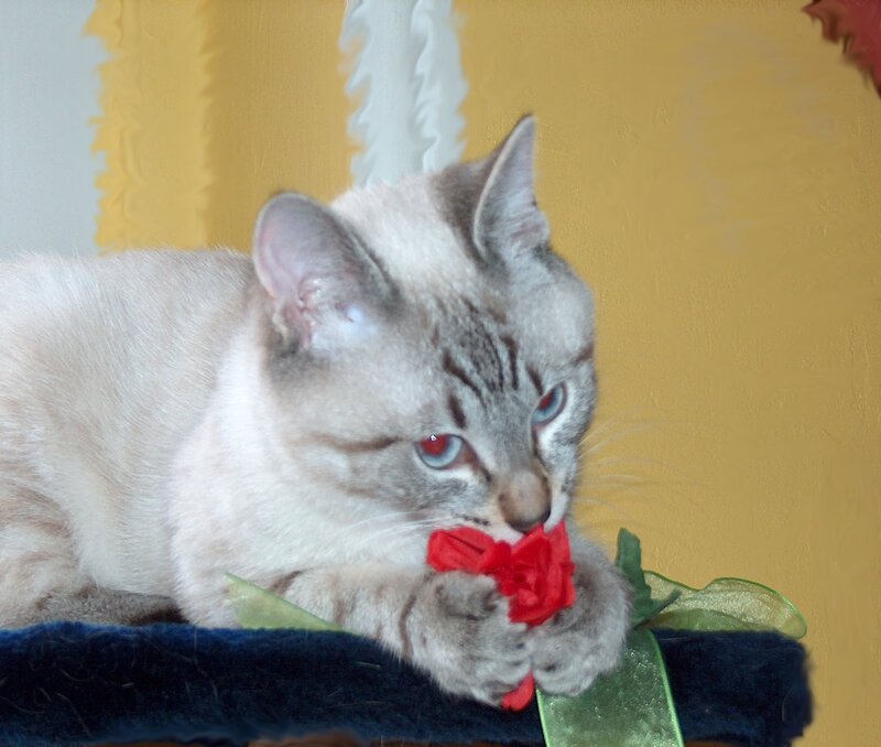 Gray Tabby Cat — Yellow