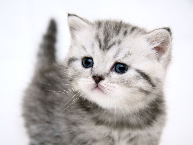 gray tabby kitten