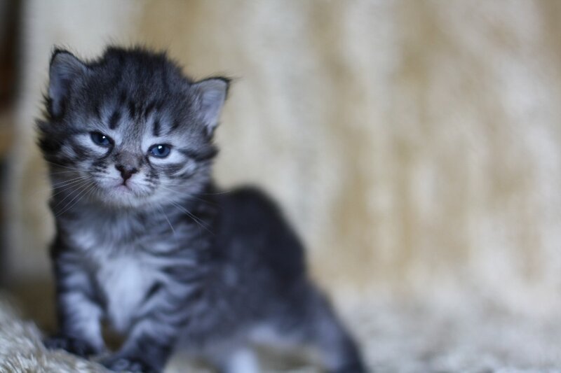 gray tabby kitten