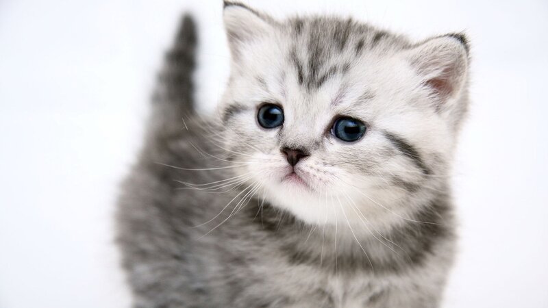 gray tabby kitten