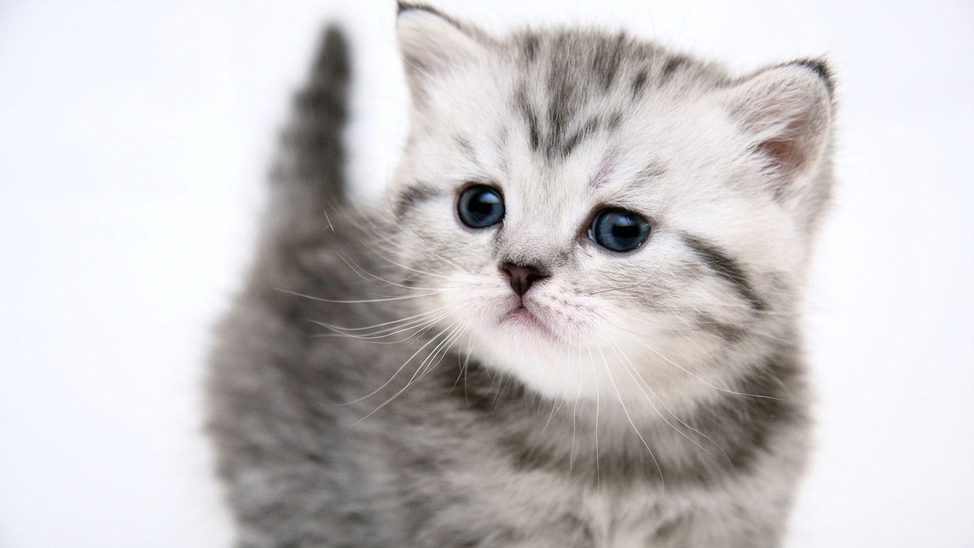 gray tabby kitten