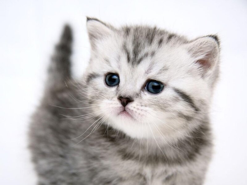 gray tabby kitten