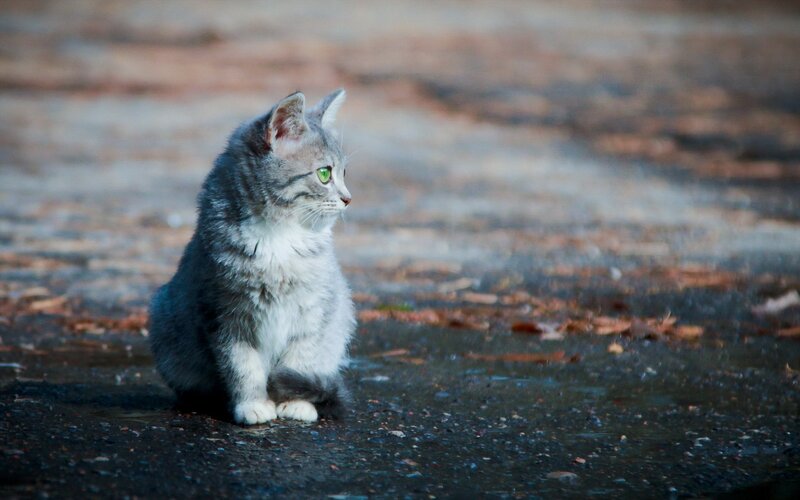 Gray Tabby Kitten — Autumn