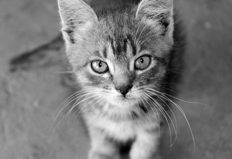 Gray Tabby Kitten — Black, Calm