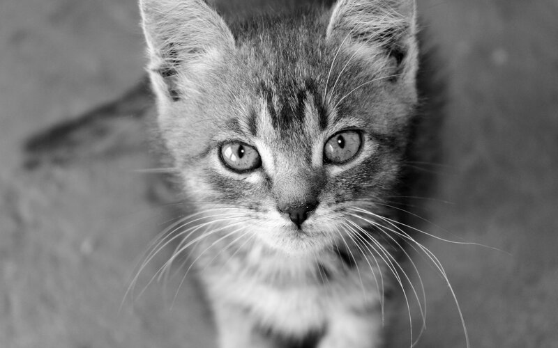 Gray Tabby Kitten — Black, Neutral