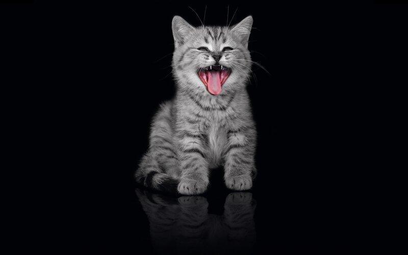 Gray Tabby Kitten — Black
