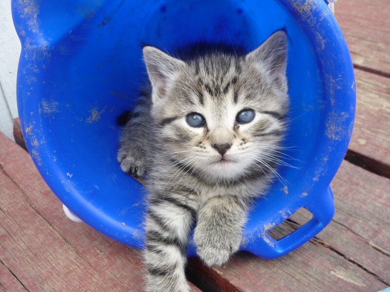Gray Tabby Kitten — Blue, Calm