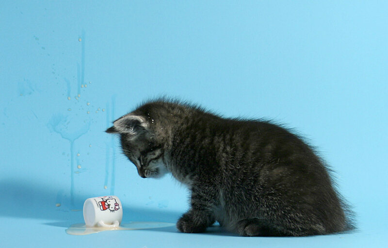Gray Tabby Kitten — Blue