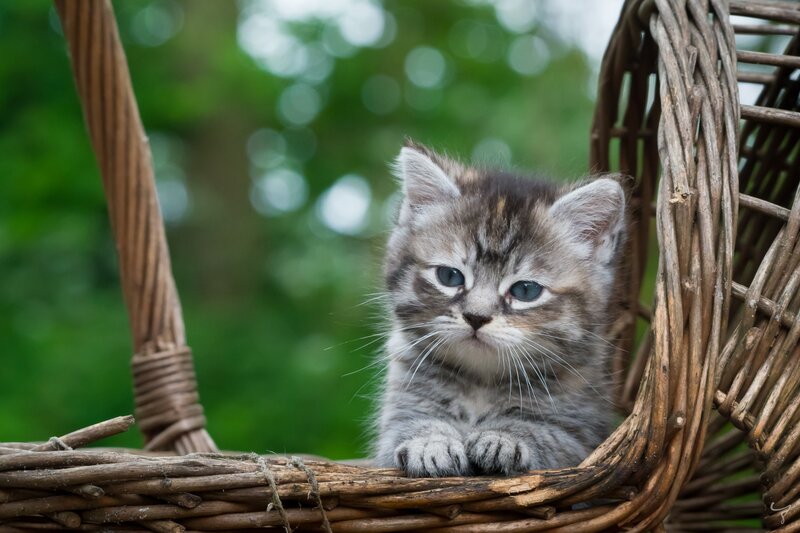 Gray Tabby Kitten — Brown, Calm, Afternoon