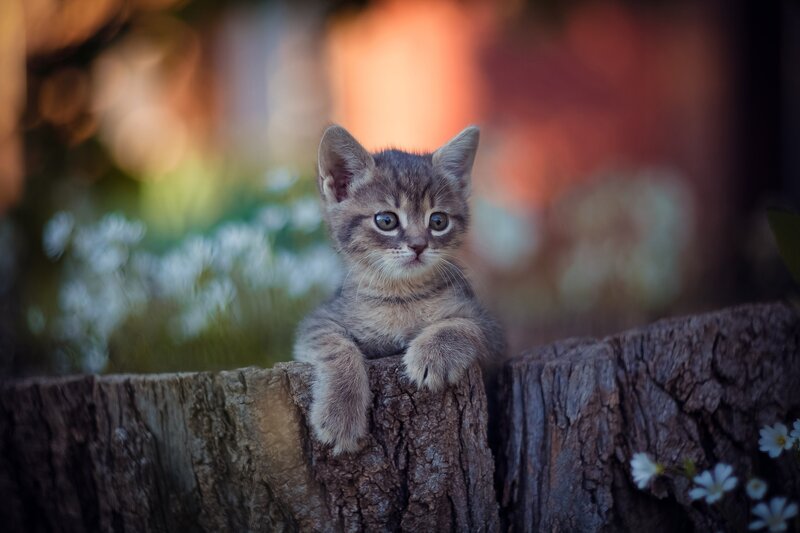 Gray Tabby Kitten — Brown, Calm