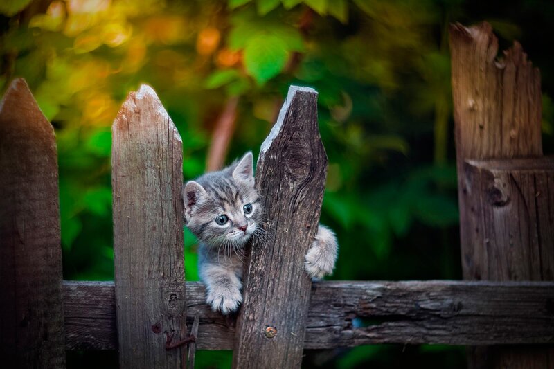 Gray Tabby Kitten — Brown, Curious, Afternoon