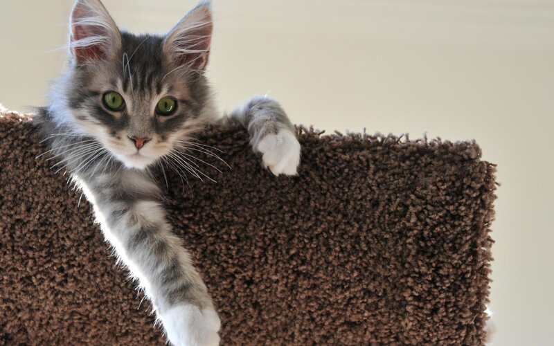 Gray Tabby Kitten — Brown, Curious, Photograph, Cat Tree