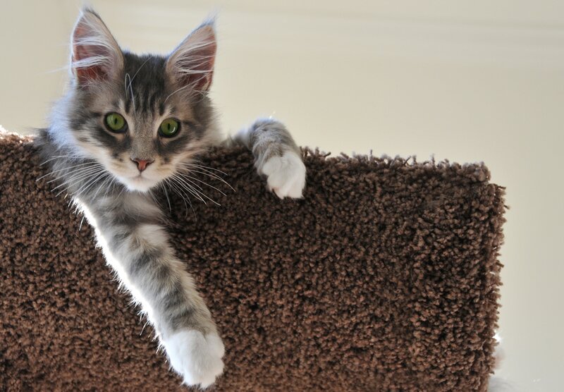 Gray Tabby Kitten — Brown, Curious, Photograph