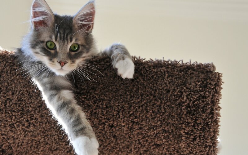 Gray Tabby Kitten — Brown, Curious