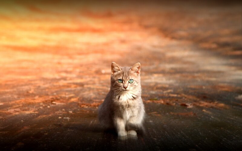 Gray Tabby Kitten — Brown, Dramatic, Sunset, Photograph