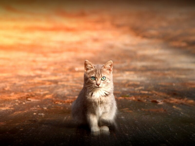 Gray Tabby Kitten — Brown, Dramatic, Sunset