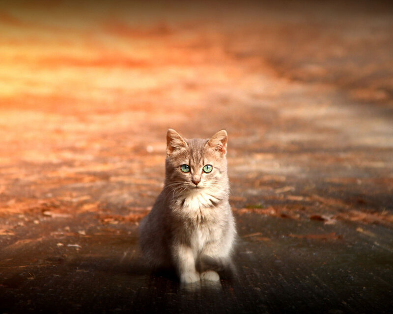 Gray Tabby Kitten — Brown, Dramatic