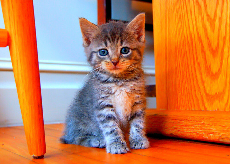 Gray Tabby Kitten — Brown, Innocent