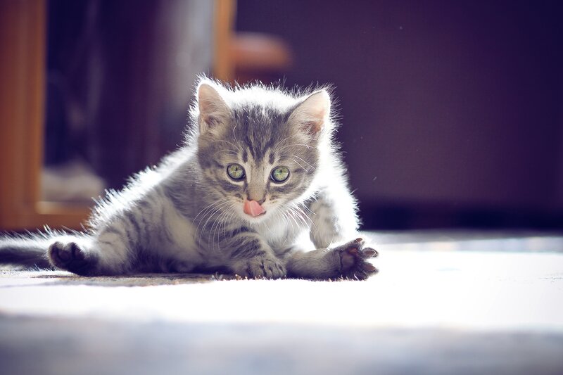 Gray Tabby Kitten — Calm, Afternoon, Photograph, Cat