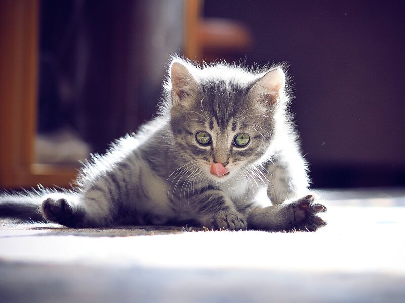 Gray Tabby Kitten — Calm, Afternoon, Photograph, Floor