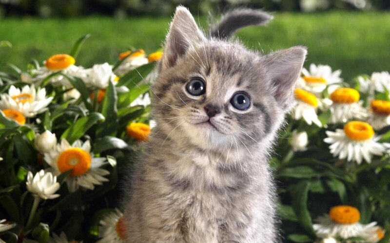 Gray Tabby Kitten — Calm, Afternoon, Photograph, Flowers, Grass, Cat