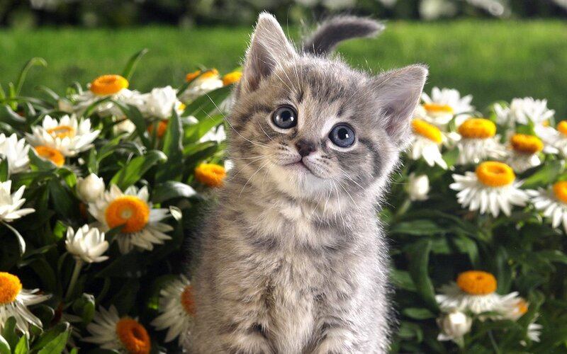 Gray Tabby Kitten — Calm, Afternoon, Photograph, Flowers, Grass, Daisies
