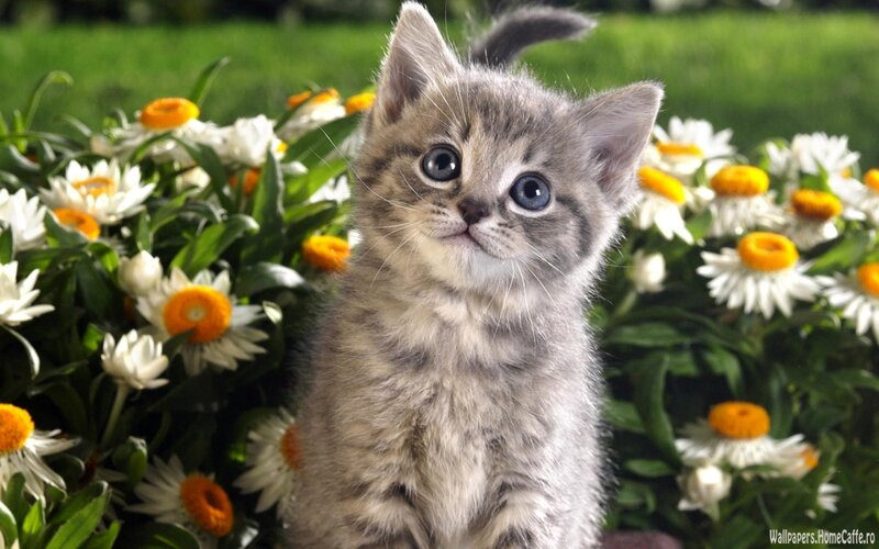 Gray Tabby Kitten — Calm, Afternoon, Photograph, Flowers, Grass, Greenery