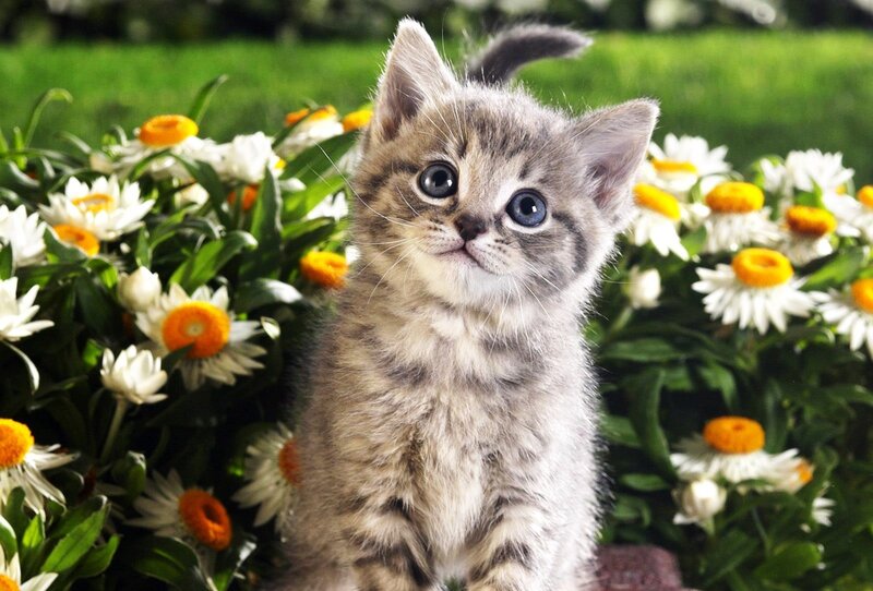 Gray Tabby Kitten — Calm, Afternoon, Photograph, Flowers, Grass